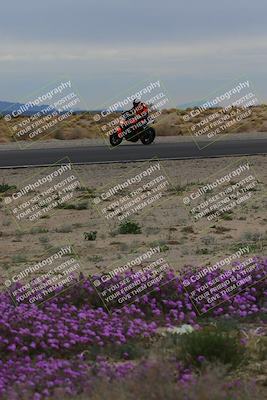 media/Jan-14-2023-SoCal Trackdays (Sat) [[497694156f]]/Turn 14 Exit Bloomig (145pm)/